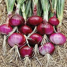 Onion Crop